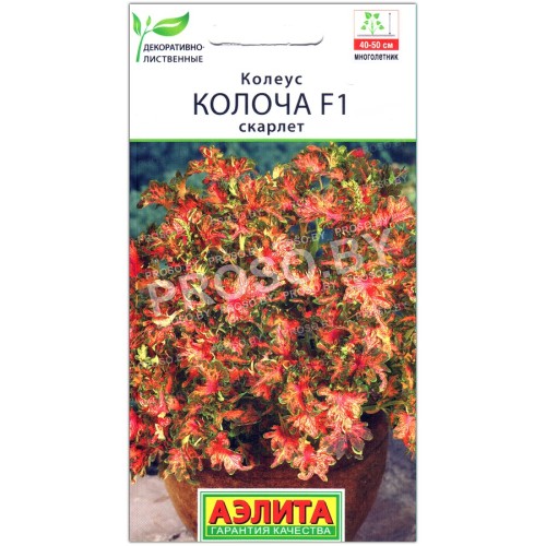 Колеус Колоча скарлет F1