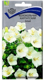 Колокольчик карпатский Белый