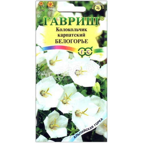 Колокольчик карпатский Белогорье