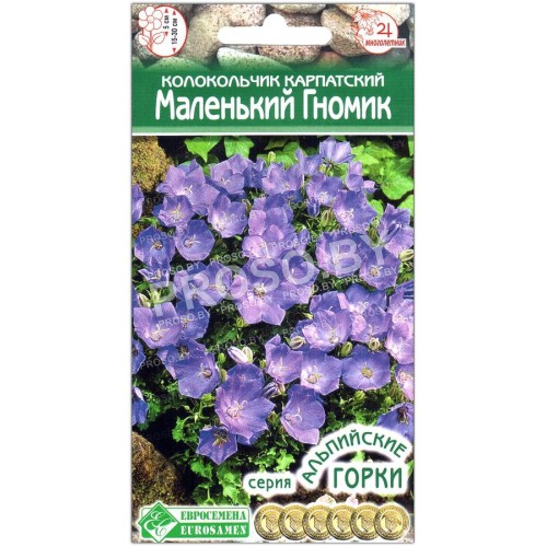 Колокольчик карпатский Маленький гномик