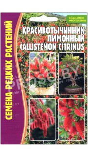 Красивотычинник Лимонный