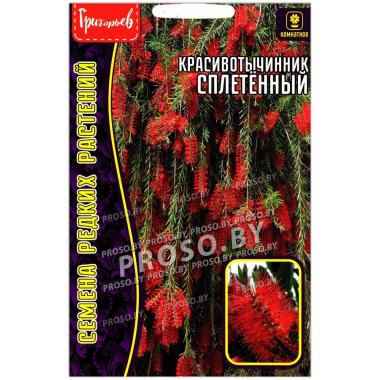 Красивотычинник Сплетенный