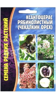Ксантоцерас (чекалкин орех) Рябинолистный 