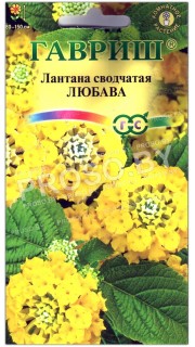 Лантана сводчатая Любава