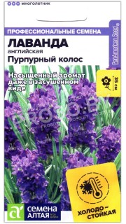 Лаванда английская Пурпурный колос