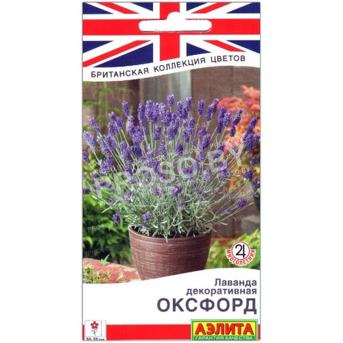 Лаванда декоративная Оксфорд