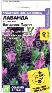 Лаванда испанская Бандерос парпл