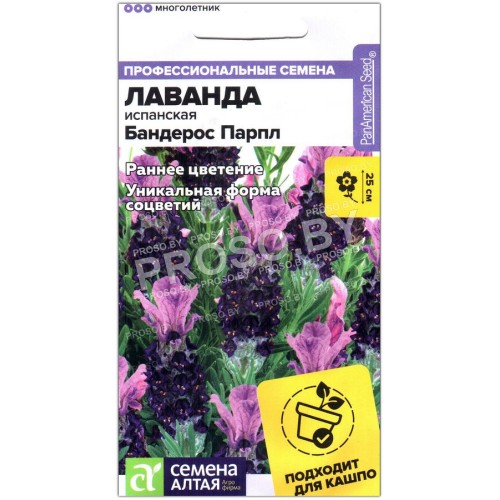 Лаванда испанская Бандерос парпл