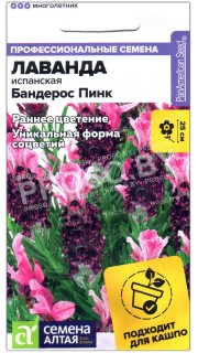 Лаванда испанская Бандерос пинк