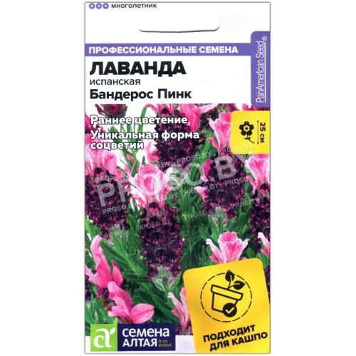Лаванда испанская Бандерос пинк