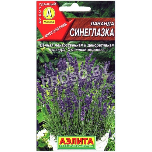 Лаванда Синеглазка
