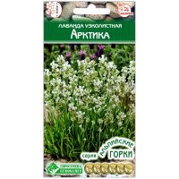 Лаванда узколистная Арктика