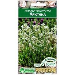 Лаванда узколистная Арктика