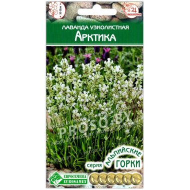 Лаванда узколистная Арктика