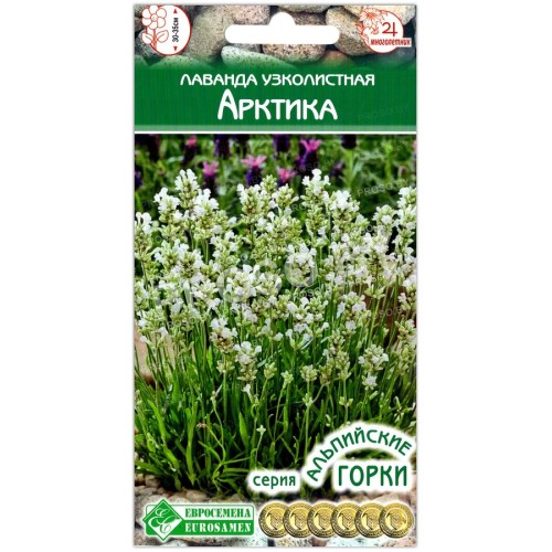 Лаванда узколистная Арктика