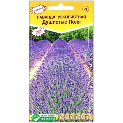 Лаванда узколистная Душистые поля
