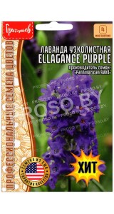 Лаванда узколистная Ellagance purple