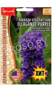 Лаванда узколистная Ellagance purple