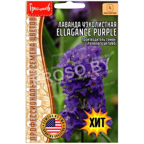 Лаванда узколистная Ellagance purple