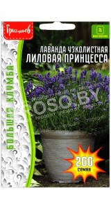 Лаванда узколистная Лиловая принцесса