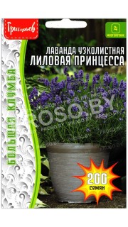 Лаванда узколистная Лиловая принцесса