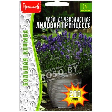 Лаванда узколистная Лиловая принцесса