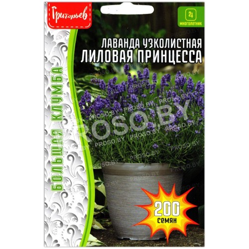 Лаванда узколистная Лиловая принцесса