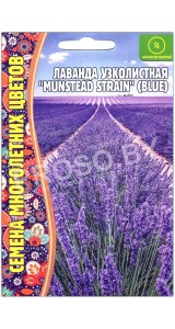 Лаванда узколистная Munstead strain blue