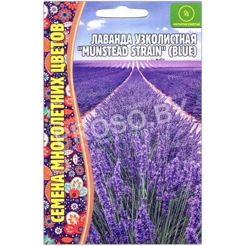 Лаванда узколистная Munstead strain blue