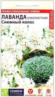 Лаванда узколистная Снежный колос
