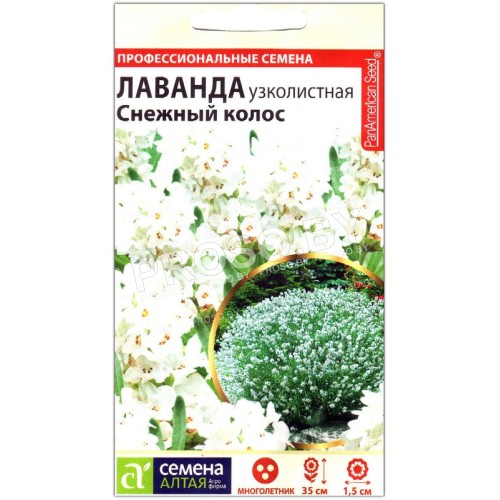 Лаванда узколистная Снежный колос