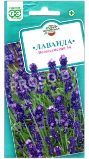 Лаванда Вознесенская 34