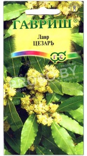 Лавр благородный Цезарь