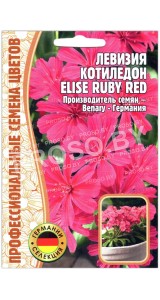Левизия котиледон Elise ruby red