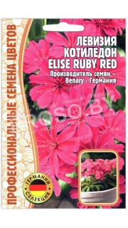 Левизия котиледон Elise ruby red