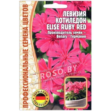 Левизия котиледон Elise ruby red