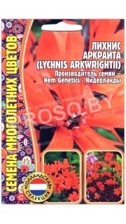 Лихнис Аркрайта