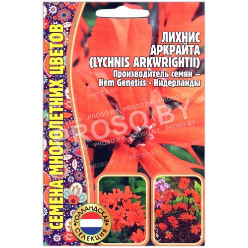 Лихнис Аркрайта