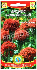 Лихнис халцедонский Маяк
