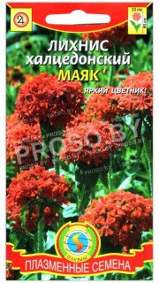 Лихнис халцедонский Маяк