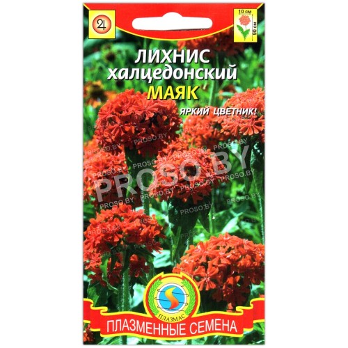 Лихнис халцедонский Маяк