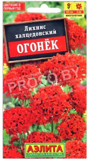 Лихнис халцедонский Огонек