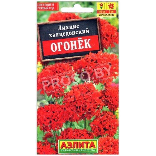 Лихнис халцедонский Огонек