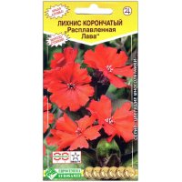 Лихнис корончатый Расплавленная лава