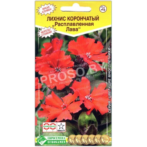 Лихнис корончатый Расплавленная лава