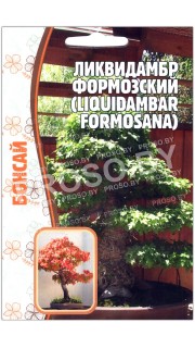 Ликвидамбр Формозский