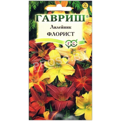 Лилейник Флорист