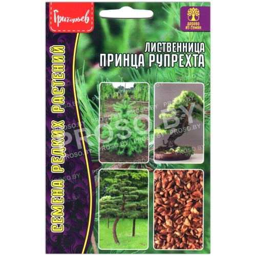 Лиственница Принца рупрехта