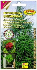 Лиственница Сибирская