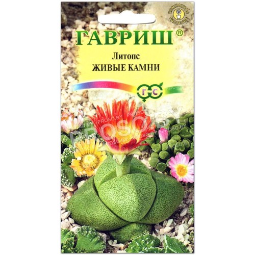 Литопс Живые камни